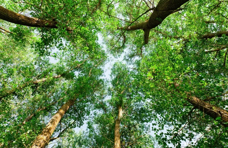 Visio : Foire de Ousse Suzan ?