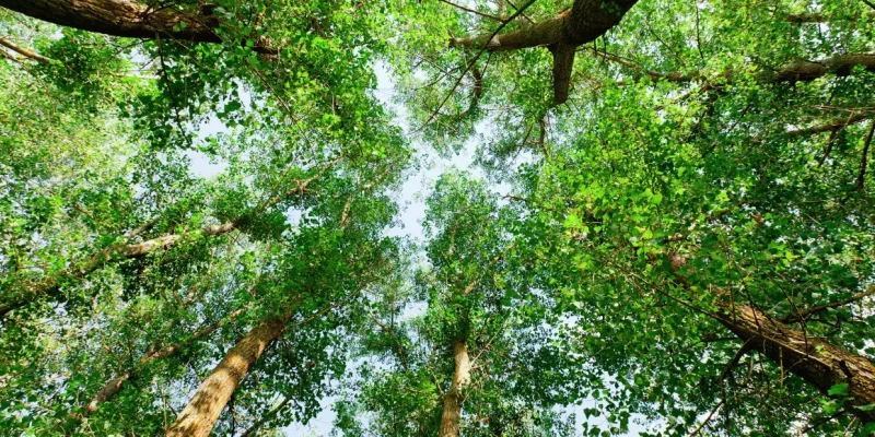 Anticipation des changements climatiques